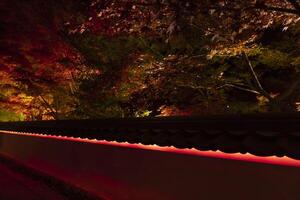un iluminado rojo hojas a el tradicional jardín a noche en otoño amplio Disparo foto