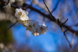 Plum flower behind the blue sky sunny day close up photo