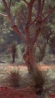 träd och stenar i australier öken- video