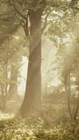 Strahlen von Sonnenlicht im ein neblig Wald im Herbst erstellen ein magisch Stimmung video