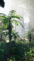 nebbia mattutina nella fitta foresta pluviale tropicale video