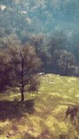 paisagem montanhosa enevoada e nebulosa com floresta de abetos video