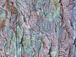 Wood texture outdoor video