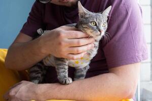 Pet sterilization concept. Adorable kitty portrait in special suit bandage recovering after surgery photo