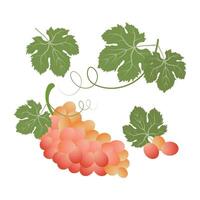 Set of grapes and grape leaves. Fruit icons, clipart vector