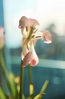 wilted tulips on the windowsill, the beauty of wilting, the metaphor of aging, the beauty of old age photo