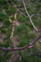 el primero primavera coles de un nuez árbol foto