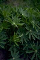 texture of green leaves of lupines, plant background photo