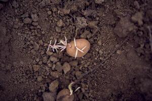 the process of planting potatoes using plows in rows photo