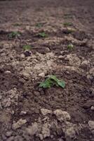 el proceso de plantando patatas utilizando arados en filas foto