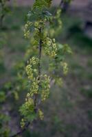 el primero primavera brotes de negro grosellas foto