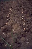 el proceso de plantando patatas utilizando arados en filas foto