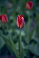 red tulips are planted in rows on the flowerbed photo