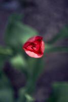 red tulips are planted in rows on the flowerbed photo