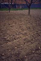 the process of planting potatoes using plows in rows photo