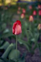 rojo tulipanes son plantado en filas en el cama de flores foto