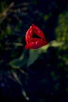 lone red tulip in the grass at sunset with translucent petals illuminated by the sun's rays photo