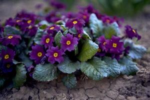 violets on a flowerbed in the open field, background photo