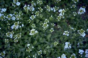 un pequeño blanco primavera flores, textura, antecedentes foto