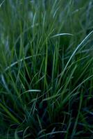 texture of fresh green grass, background photo