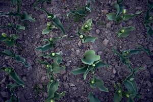 green unopened tulips planted in rows, plant background photo