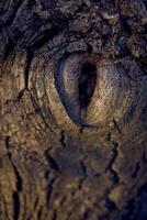 an eye shaped hollow in a walnut tree photo