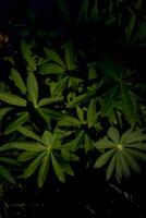 texture of green leaves of lupines, plant background photo