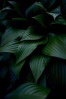 Hosta plantaginea texture, plant background photo