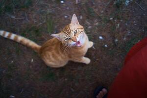 cute peach cat meows and stretches on the grass photo