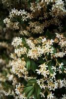 luxurious jasmine bushes on the streets of Prince's Island in Istanbul photo