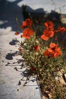 red poppies grow from the asphalt photo