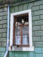 muchos gatos dormir en el ventana foto