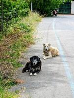 antiguo perros mentira en el lado de el la carretera en Estanbul foto