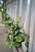 ivy woven on antique columns photo