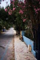 beautiful pink flowers on the street of Istanbul photo