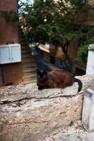 a black cat on a cement fence on a summer day photo