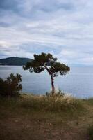 un solitario árbol en un Pendiente en frente de el Mediterráneo mar foto