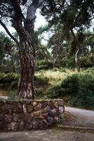 A large Mediterranean tree in the park is surrounded by a stone fence photo