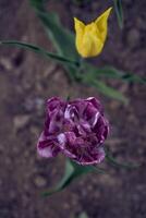 tulipanes después el lluvia en el primavera jardín foto