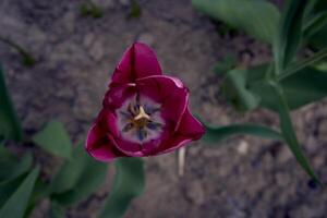 tulipanes después el lluvia en el primavera jardín foto