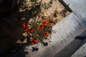 rojo amapolas crecer desde el asfalto foto