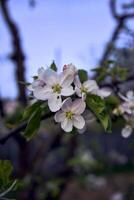 delicate pink blossom of apple trees, texture, background photo