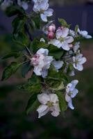 delicate pink blossom of apple trees, texture, background photo