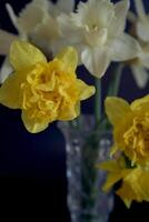daffodils in a crystal vase on a black background photo