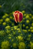 tulipanes después el lluvia en el primavera jardín foto