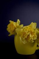 a flower arrangement of yellow daffodils in a yellow cup on a black background photo
