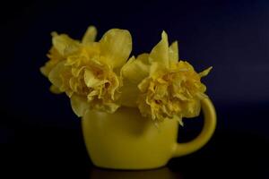 a flower arrangement of yellow daffodils in a yellow cup on a black background photo