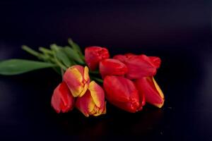 red and yellow tulips on a black background photo