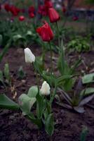 a colorful tulips after the rain in the spring garden photo