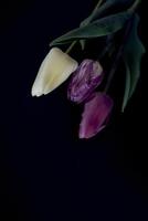 multicolored tulips on a black background in a minimalist style photo